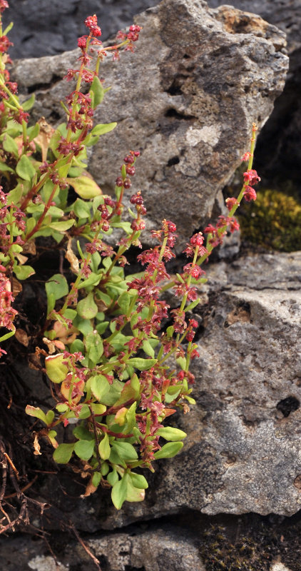 Rumex bucephalophorus ssp. canariensis var. fruticescens.jpg