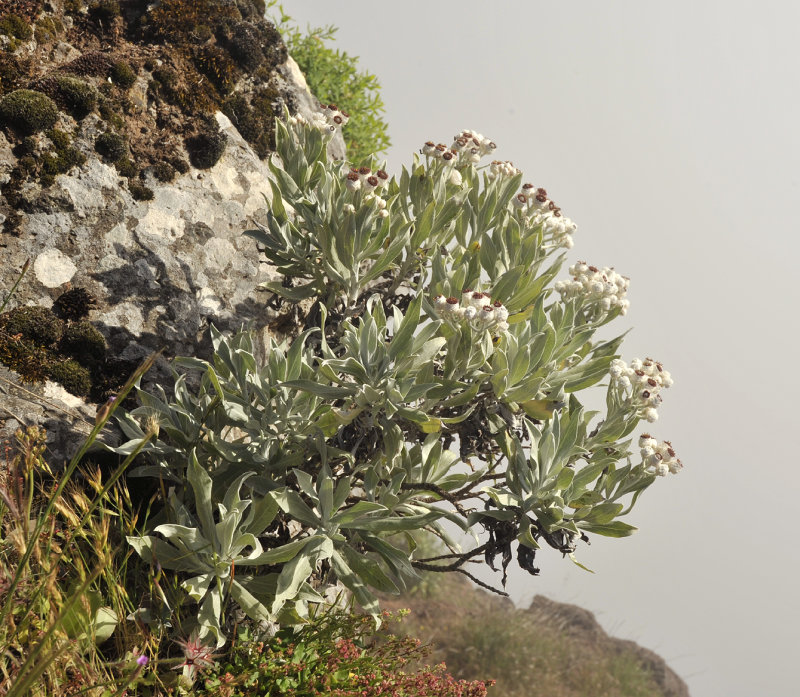 Helichrysum melaleucum.jpg