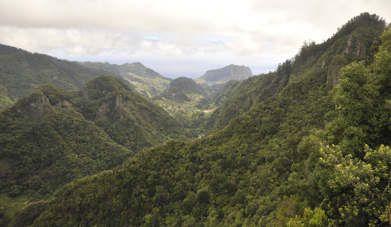 Laurel forest.2.jpg
