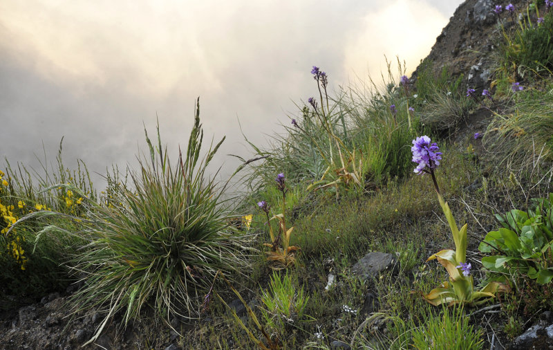 Orchis mascula subsp. scopulorum. In habitat.2.jpg