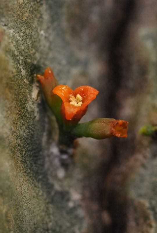 Viscum minimum. Male flower.