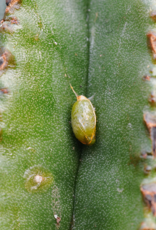 Viscum minimum germinating. 