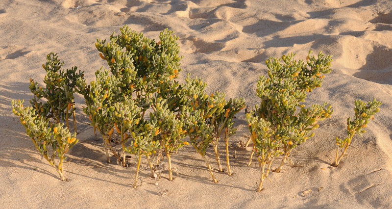 Tetraena fontanesii.jpg