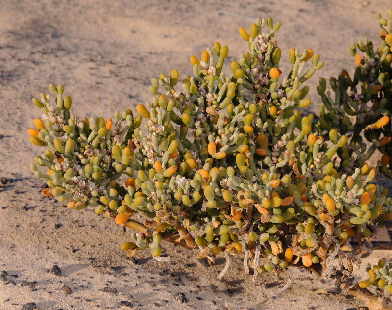 Tetraena fontanesii.2.jpg