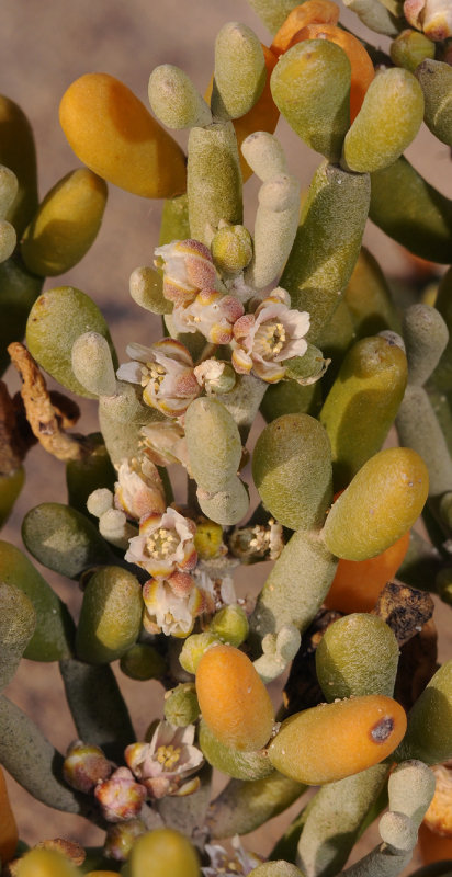 Tetraena fontanesii. Closer.2.jpg