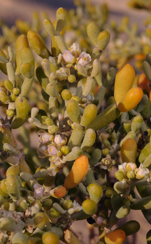 Tetraena fontanesii. Closer.3.jpg