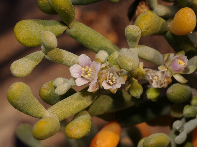 Tetraena fontanesii. Closer.4.jpg