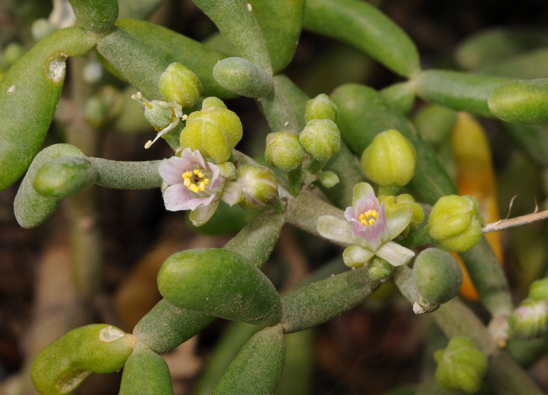 Tetraena fontanesii. Closer.2.jpg