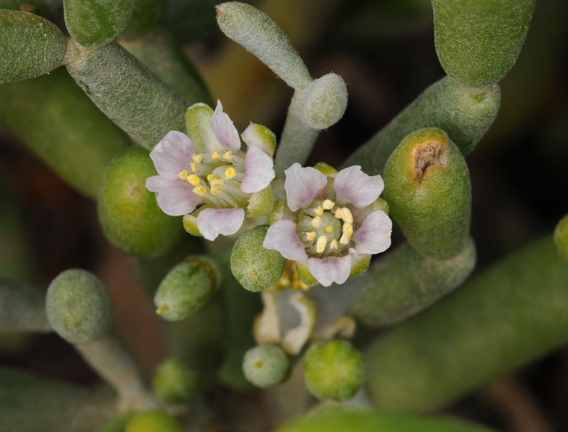 Tetraena fontanesii. Close-up.jpg