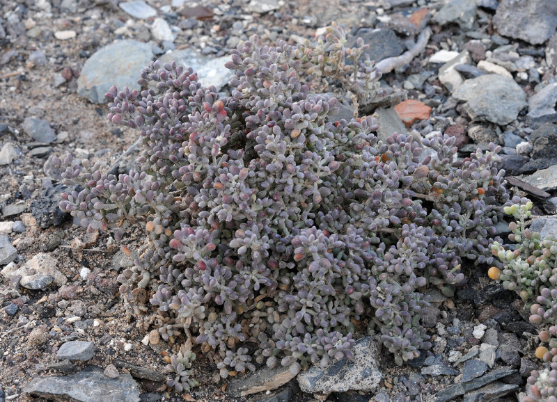 Tetraena gaetula.jpg
