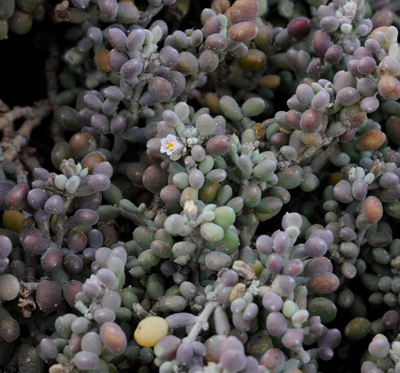 Tetraena gaetula. Closer.jpg