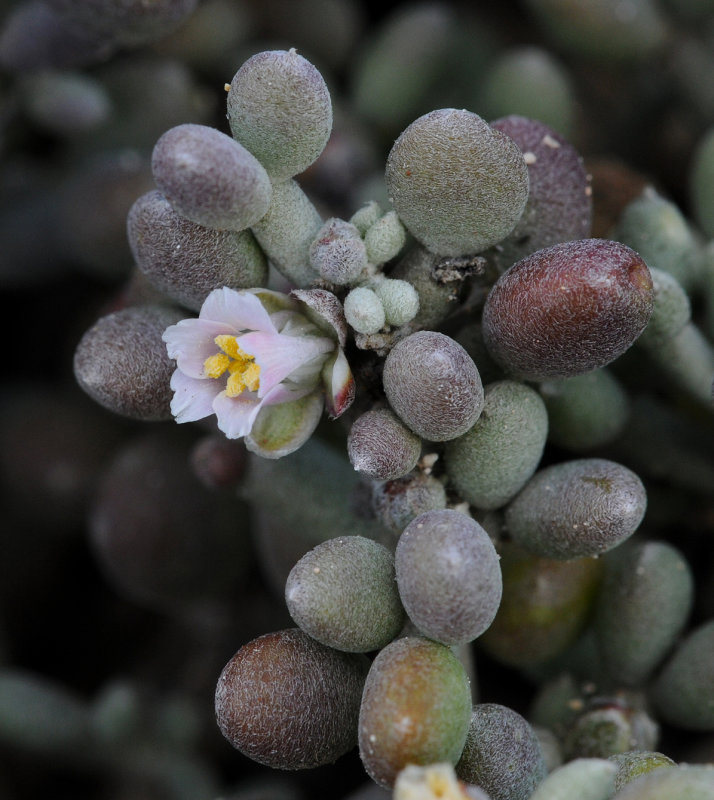 Tetraena gaetula. Close-up.jpg
