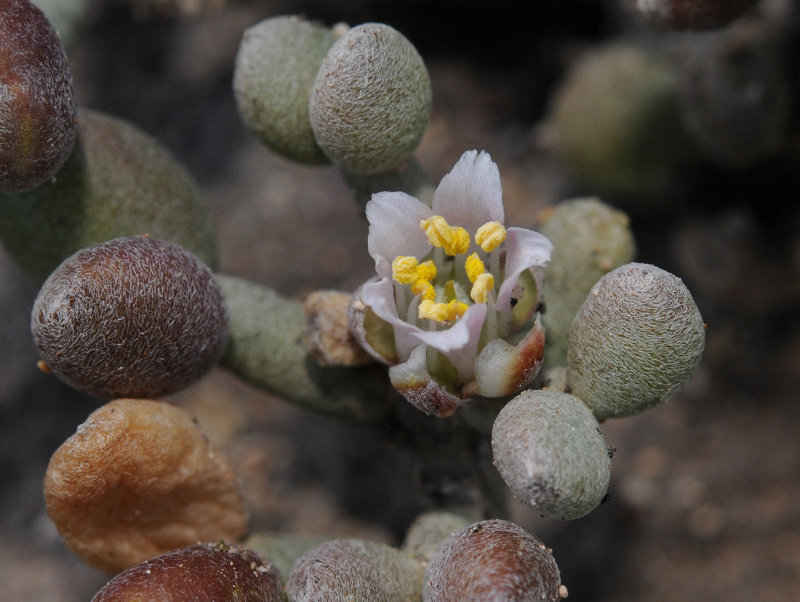 Tetraena gaetula. Close-up.2.jpg