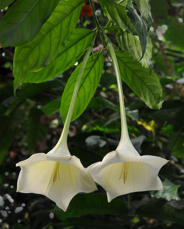 DSC_4222.a.jpg