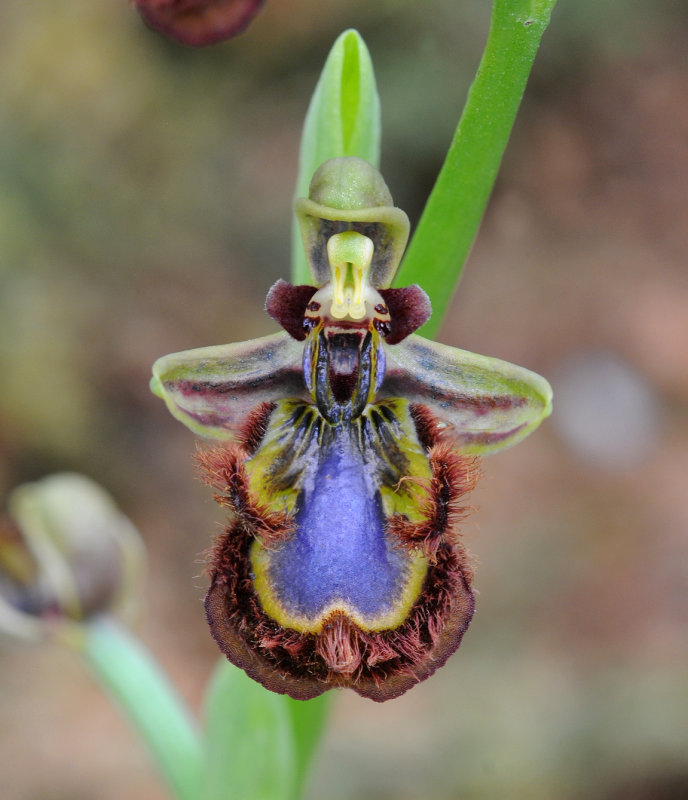 Ophrys speculum. Western form. Close up.