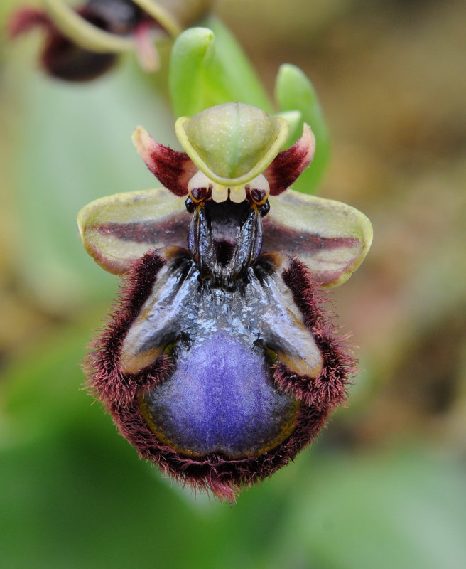 Ophrys speculum. Eastern form. Close-up.
