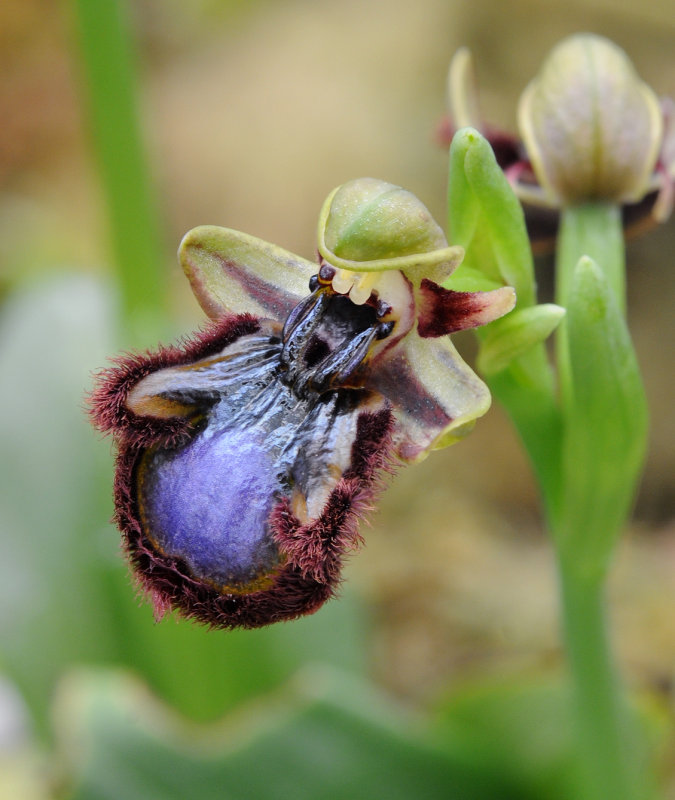 Ophrys speculum. Eastern form. Close-up.