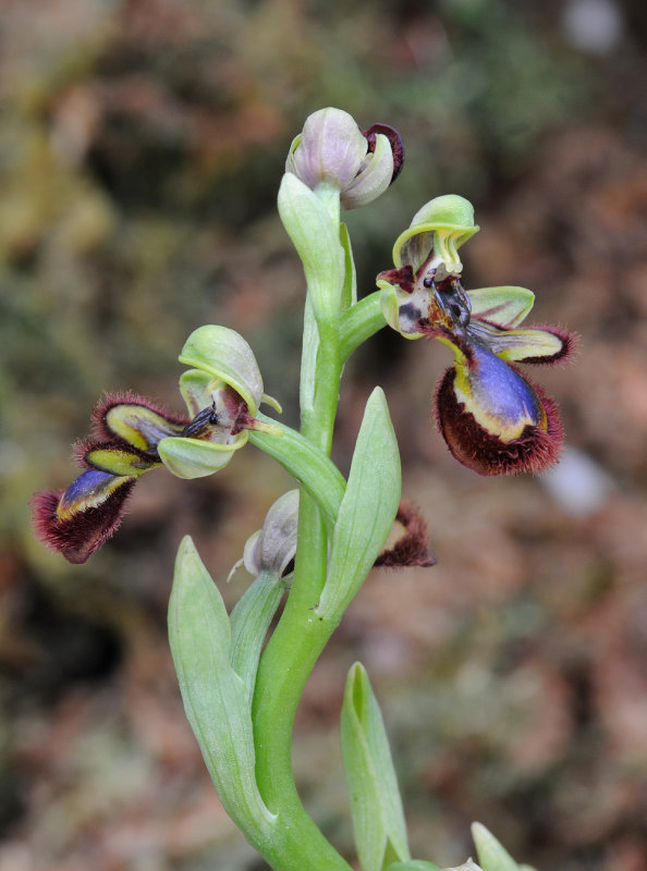 Ophrys speculum. Western form