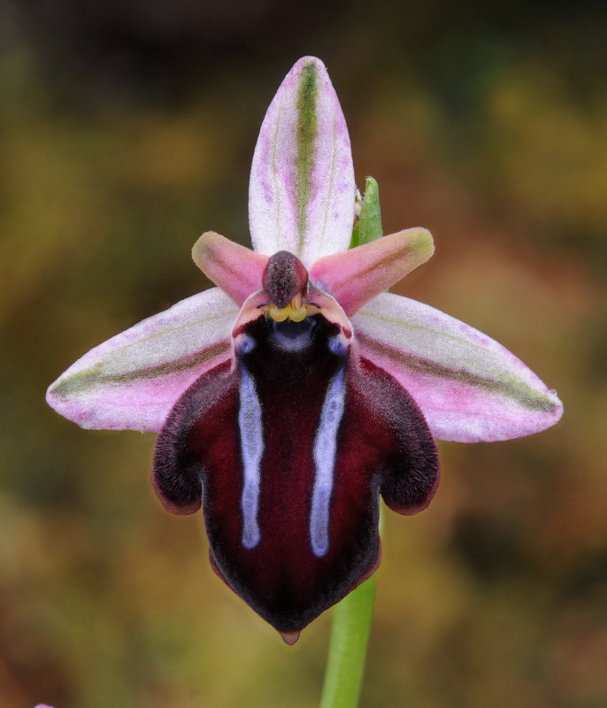 Ophrys sphegodes subsp. spruneri. Close-up.