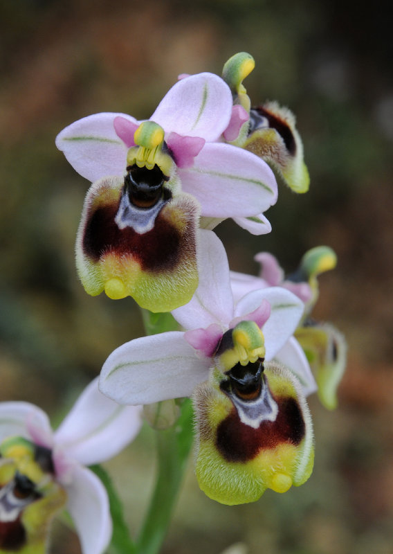 Ophrys tenthredinifera. Closer.