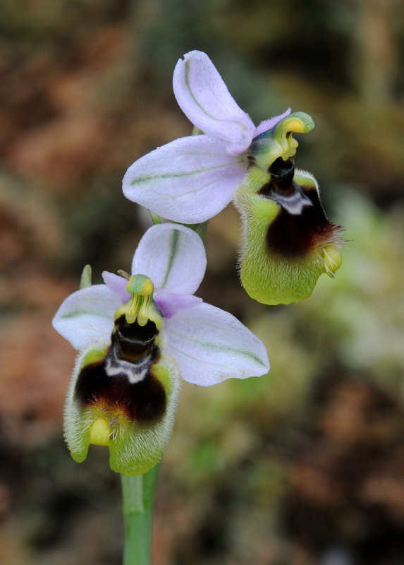 Ophrys tenthredinifera. Closer.