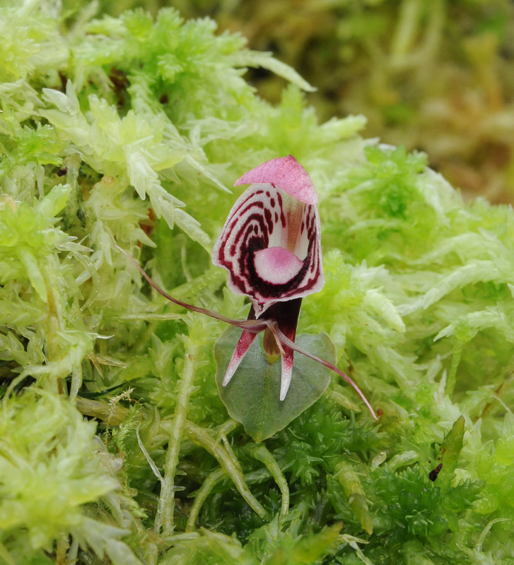 Corybas taliensis