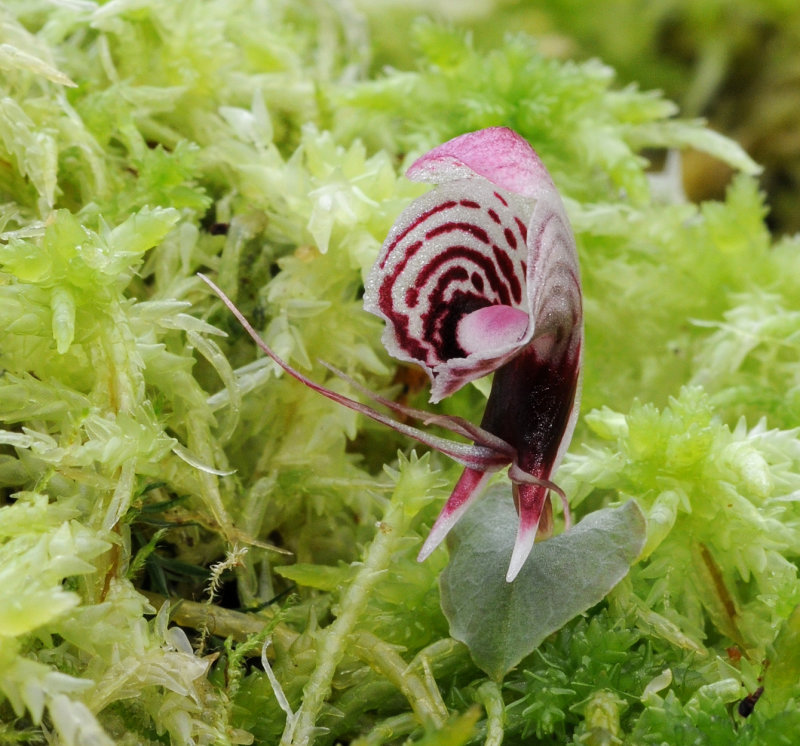 Corybas taliensis
