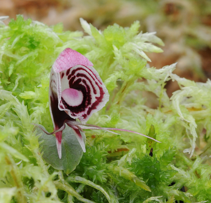 Corybas taliensis