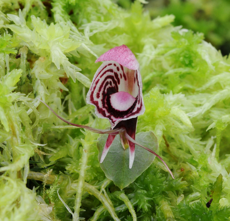 Corybas taliensis