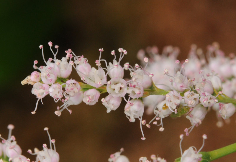 Tamarix_sp._Hortus._Closeup.jpg