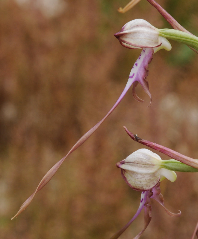 Himantoglossum calcaratum subsp. jankae. Close-up side.