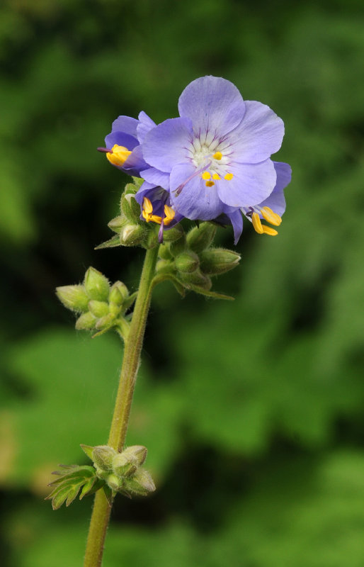 Polemonium caeruleum. Closer.
