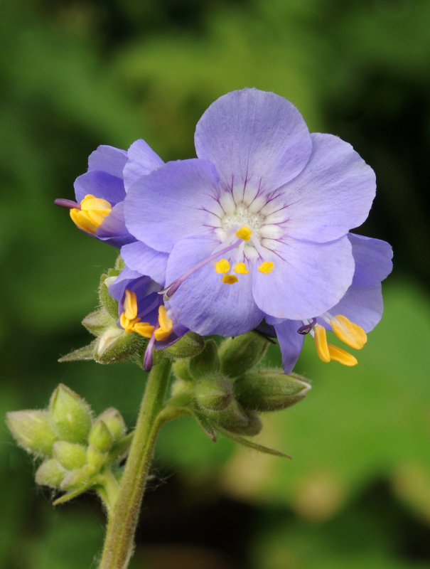 Polemonium caeruleum. Close-up.