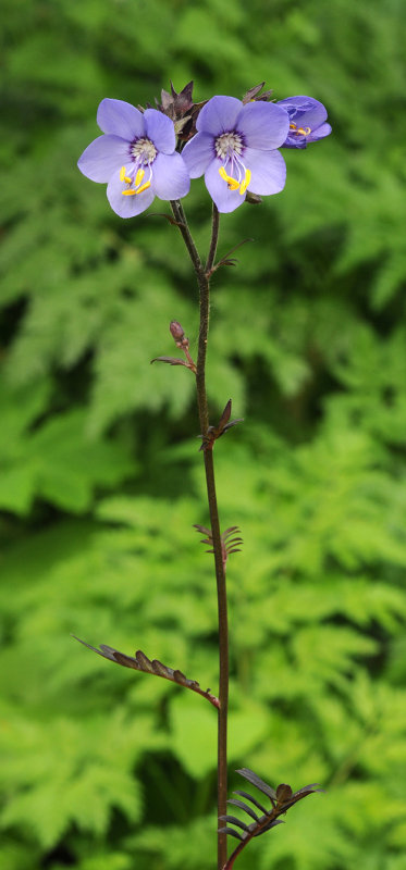 Polemonium yezoense