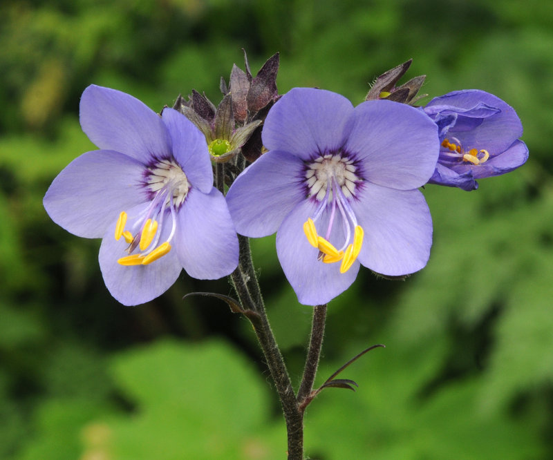 Polemonium yezoense. Close-up.