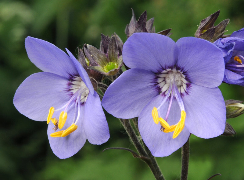 Polemonium yezoense. Close-up.