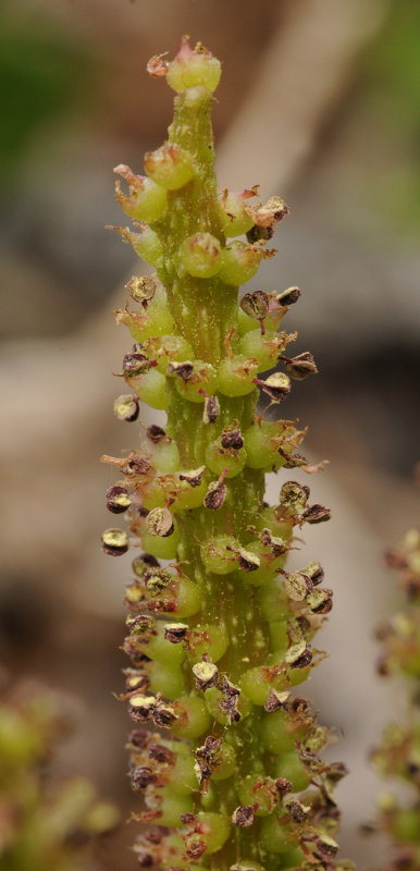 Gunnera tinctoria. Close-up.