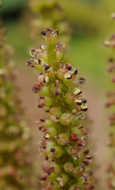 Gunnera tinctoria. Close-up.