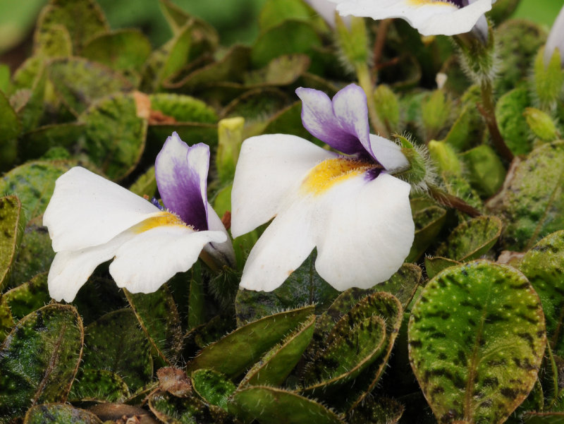 Mazus radicans