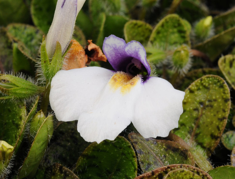 Mazus radicans. Close-up.