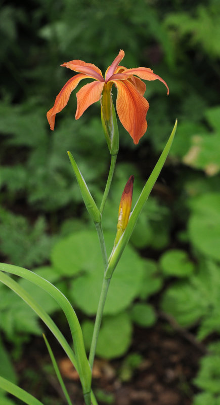 Iris fulva