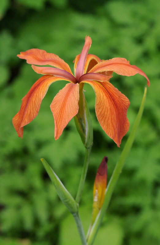 Iris fulva. Closer.