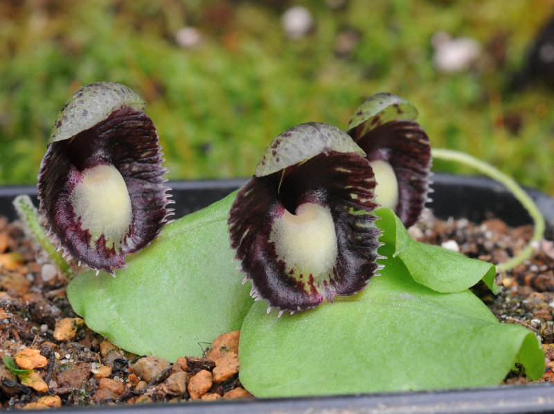 Corybas incurvus