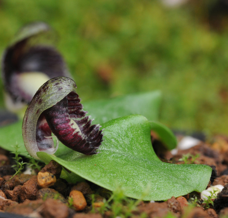 Corybas incurvus. Closer side.