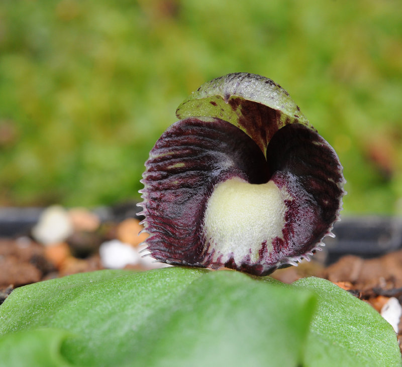 Corybas incurvus. Close-up.