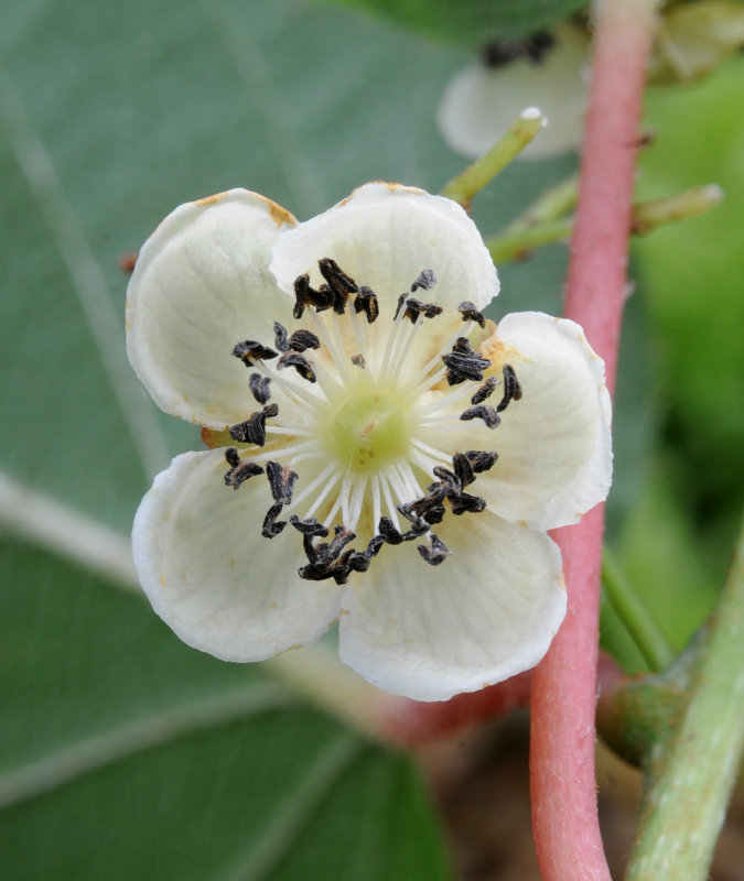 Actinidia_arguta._Closeup._HBLA87048.jpg