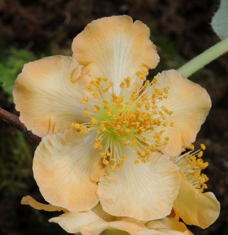 Actinidia_chinensis._Closeup_HBLA0079909228.jpg
