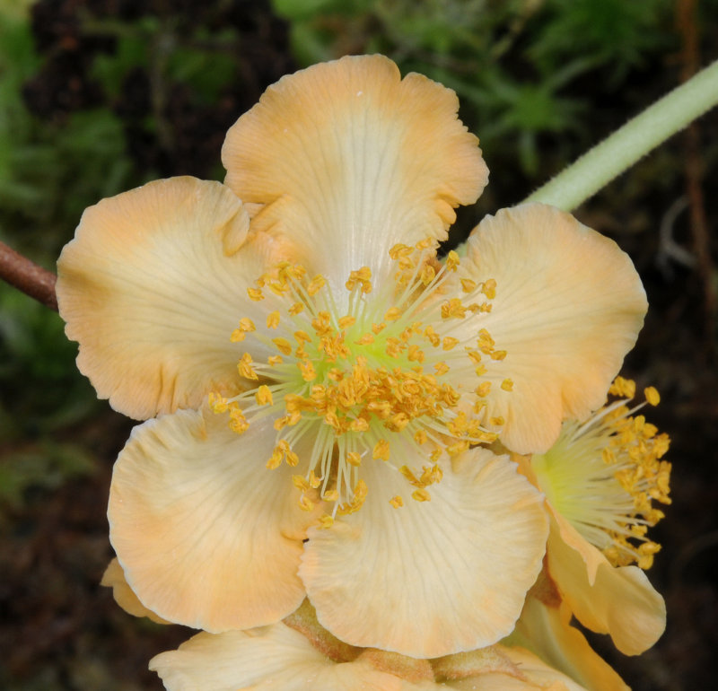Actinidia_chinensis._Closeup.2_HBLA0079909228.jpg