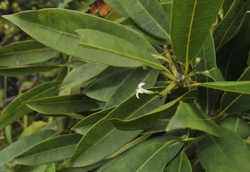 Craterispermum_microdon._Closer.jpg