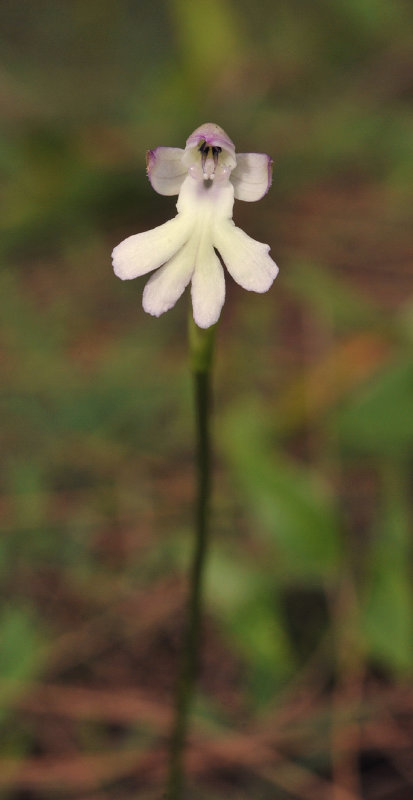 Cynorkis fastigiata. Closer.